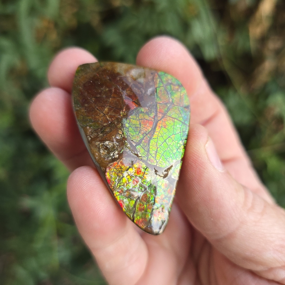 Ammolite Canada